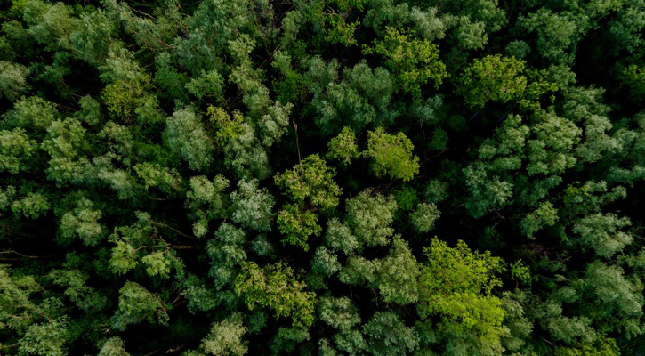 Vista aérea de un bosque